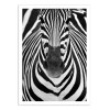 Art-Poster - Zebra Face - Juan Duran