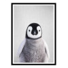 Art-Poster - Baby penguin - Gal Design
