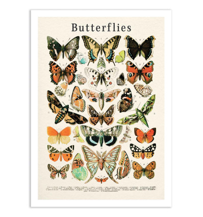 Art-Poster - Butterflies collection - Gal Design