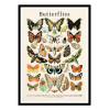 Art-Poster - Butterflies collection - Gal Design