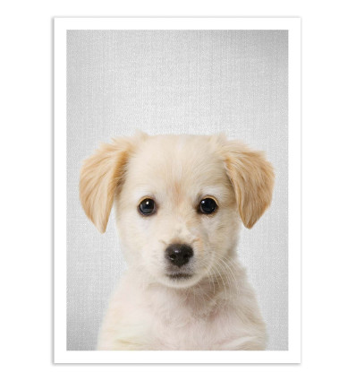 Art-Poster - Golden retriever puppy - Gal Design
