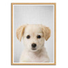 Art-Poster - Golden retriever puppy - Gal Design