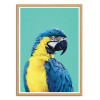 Art-Poster - Macaw Parrot in Blue - Gal Design