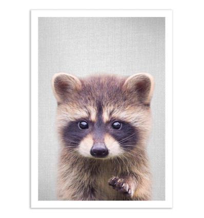 Art-Poster - Raccoon - Gal Design