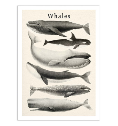 Art-Poster - Whales collection - Gal Design