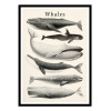 Art-Poster - Whales collection - Gal Design