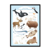 Art-Poster - Les animaux de l'Arctique - Judith Loske