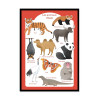 Art-Poster - Les animaux d'Asie - Judith Loske