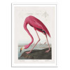Art-Poster - Pink Flamingo From Birds of America 1827 - Pictufy